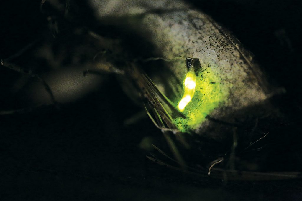 A worm-shaped insect glows a bright yellowish-green
