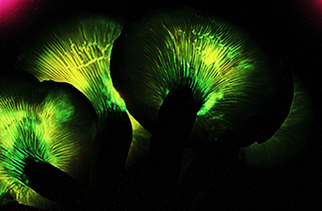 Mushroom gills glow a bright green against a black background.