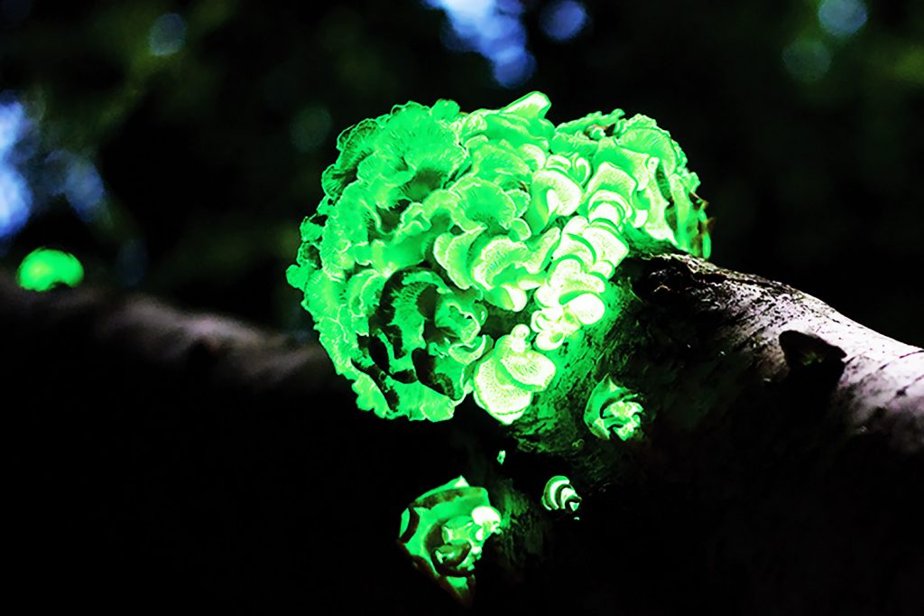 A clump of fungus attached to a tree glows bright green against a dark background.
