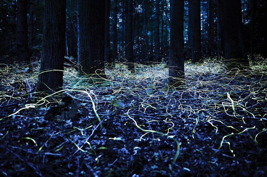 Bright yellow, green and blue squiggles of lightweave through a dark, forest floor.
