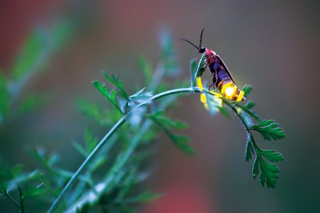 A firefly glows on the branch of a plant.