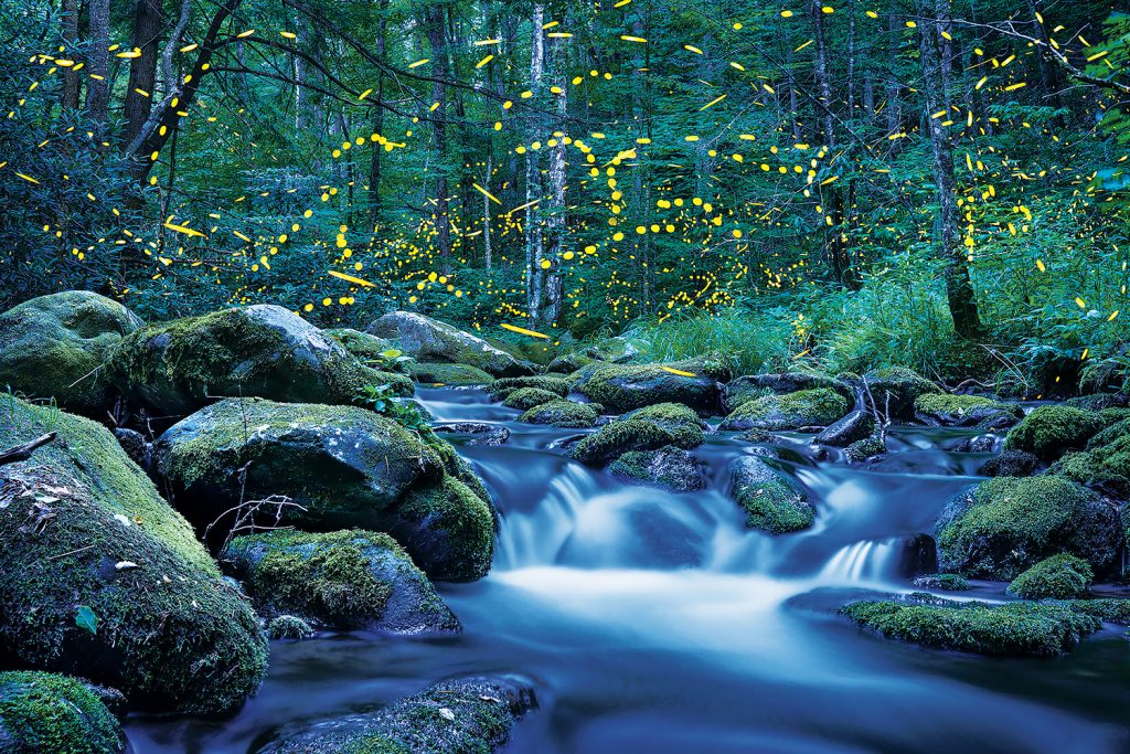 Fireflies dot the forest above a flowing stream.