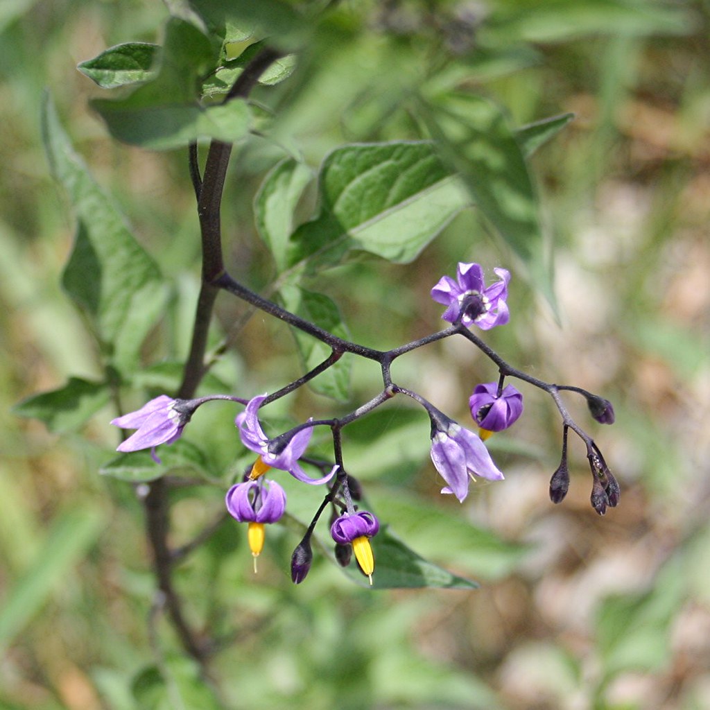 Dainty, purple flowers hang down from a plant stalk.