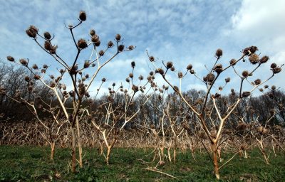 Dried stalks and seed pods stand out against trees and a blue sky mottled by clouds.