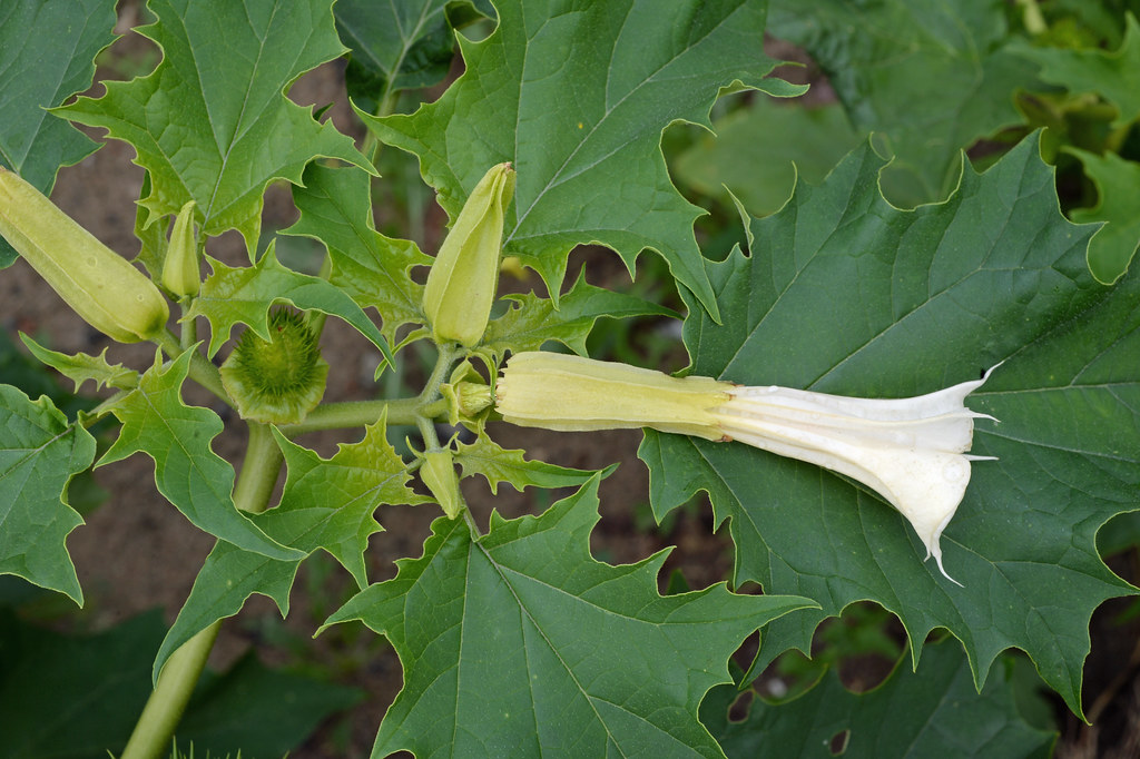 A trumpet-shaped, white flower lays against sharply toothed, dark green leaves. leaved