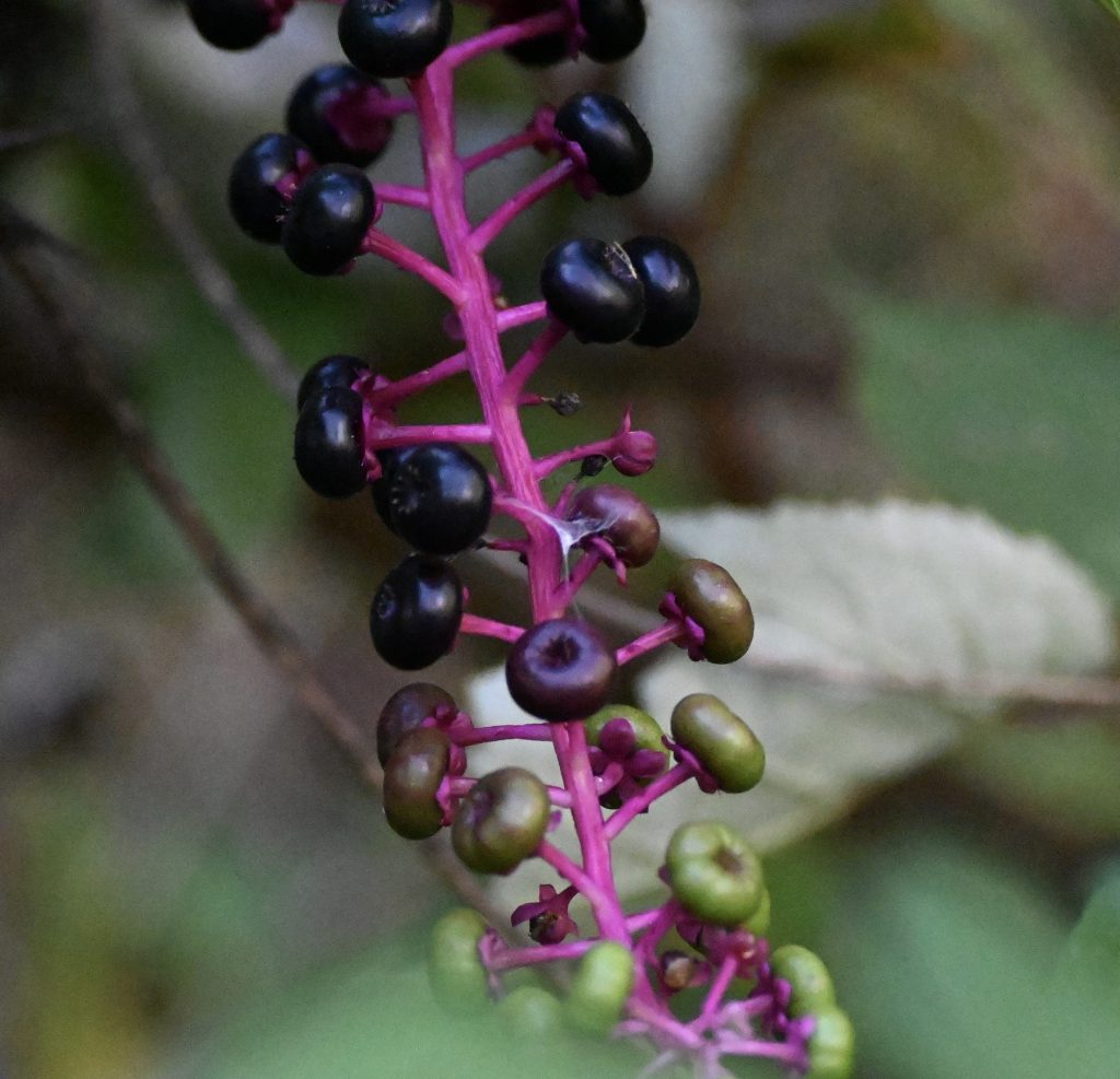 Round berries, ranging in color from green to blue-black, dot the ends of pink stalks.