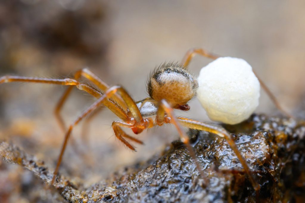 A tan spider with dark markings on its back pulling a large, white egg sac behind it, is seen from a side angle