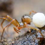 A tan spider with dark markings on its back pulling a large, white egg sac behind it, is seen from a side angle