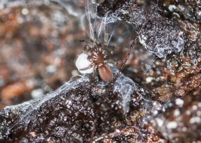 10 New Spider Species Discovered in Appalachia > Appalachian Voices