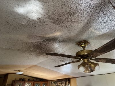 Areas of mold are visible on a white ceiling above a ceiling fan that appears to be heavily coated in dust.