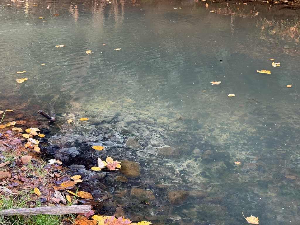 Autumn leaves dot the surface of a creek that seems to have a dark discoloration.