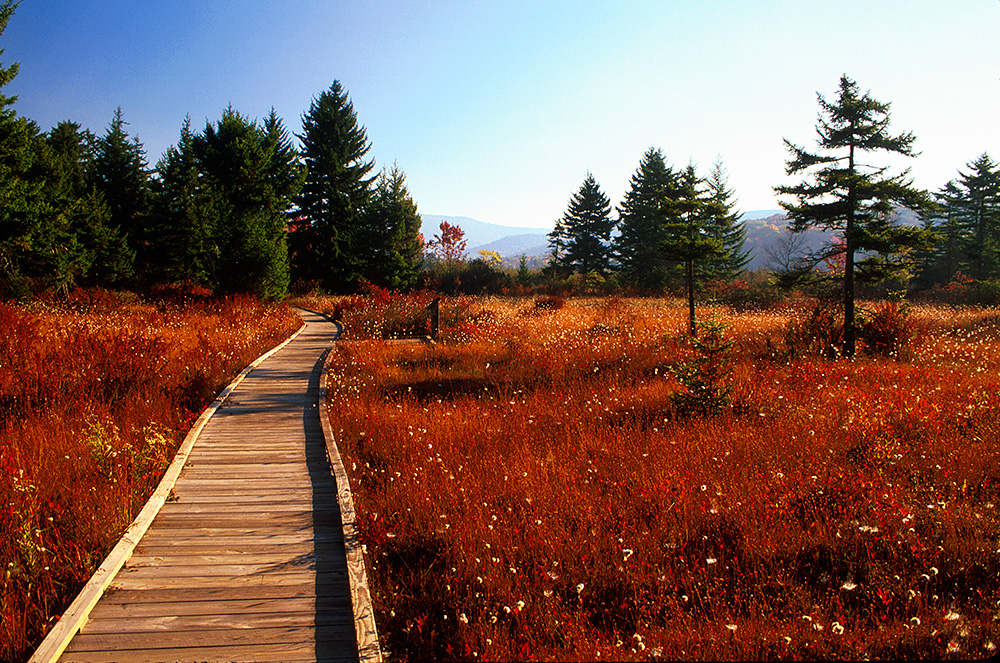 Tall red, flowering gras grows along a boardwalk made of wooden planks, with tall pines and mountains in the distance.