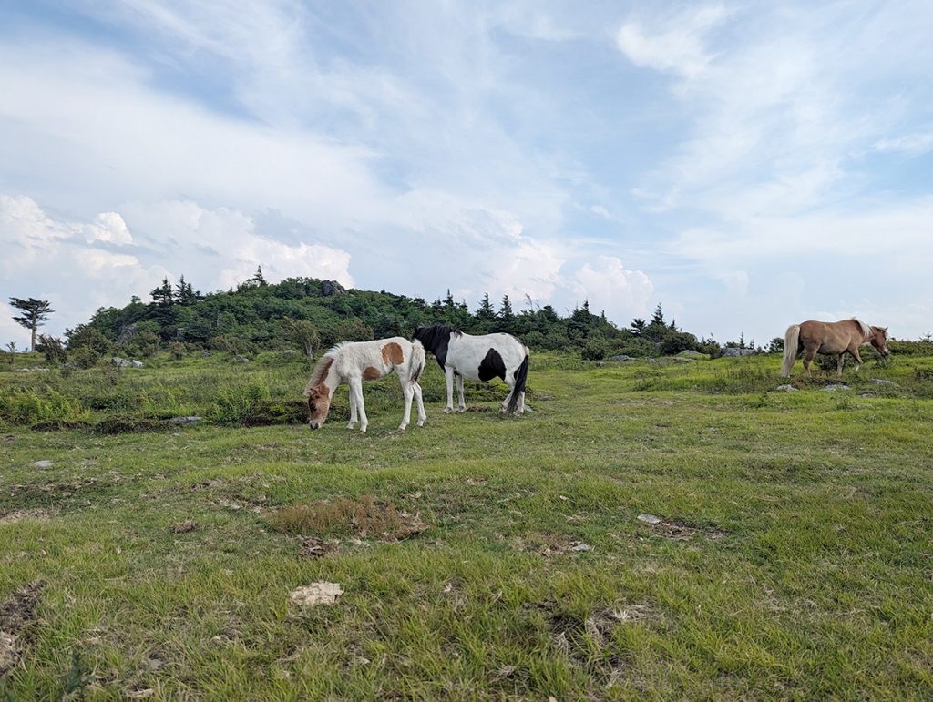 Ponies graze in a meadow.