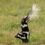 A spotted skunk does a handstand.