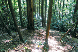 Harper's Creek Trail, Pisgah National Forest, NC. Photo by Jamie Goodman