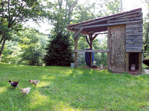 Young chickens forage outside the chicken coop in Foscoe, N.C. Photo by Katie Boyette