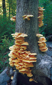 Chicken of the Wood 
