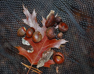 A net beneath an oak tree in North Carolina lets researchers study the season's acorn yield and how it affects the forest. Photo by Julia Kirschman, USDA Forest Service