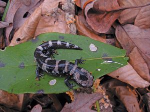 A marbled salamander was discovered in southwest Virginia thanks to the increasing use of phone applications to share hiking trail information and wildlife photos. Photo by Walter Smith.