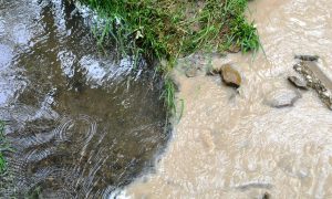 Water flowing from one of the discharge points in Floyd County, Ky., that Frasure Creek Mining was turning in false water monitoring reports about.