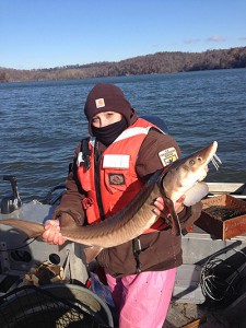 Graduate student Christina Saidak holds a young, healthy lake sturgeon at Fort Loudon Reservoir on the Tennessee River. Photo by Keith Darner, University of Tennessee. 