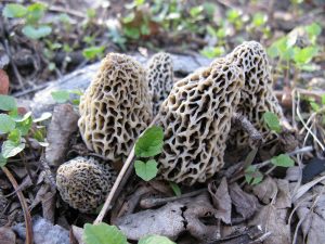 Morel: a fine edible mushroom with a coral-like cap. Found in early spring in recently burned areas, on/around dying trees. Photo by Gzirk via Wikimedia Commons