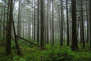 The highland forests of the Cranberry Wilderness would retain its high level of protection if the national monument is designated. Photo by Geoff Gallice