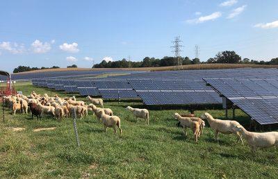 Sheeps grazing next to solar panels
