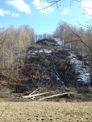 cleared trees