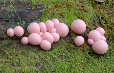 slime mold