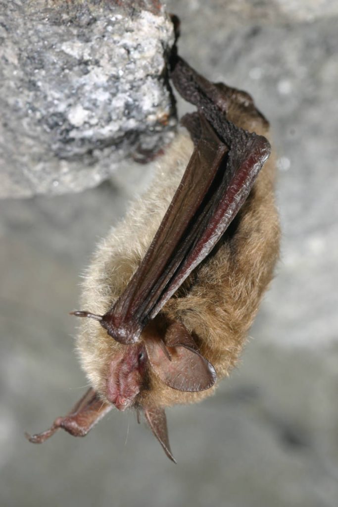A small brown bat hangs upside down