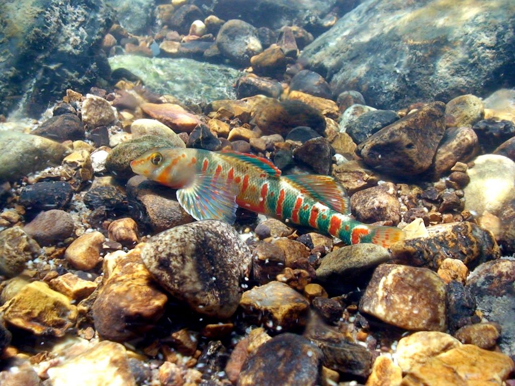 A brightly colored fish hovers over a sunlit, rocky creek bottom in clear, shallow water.water