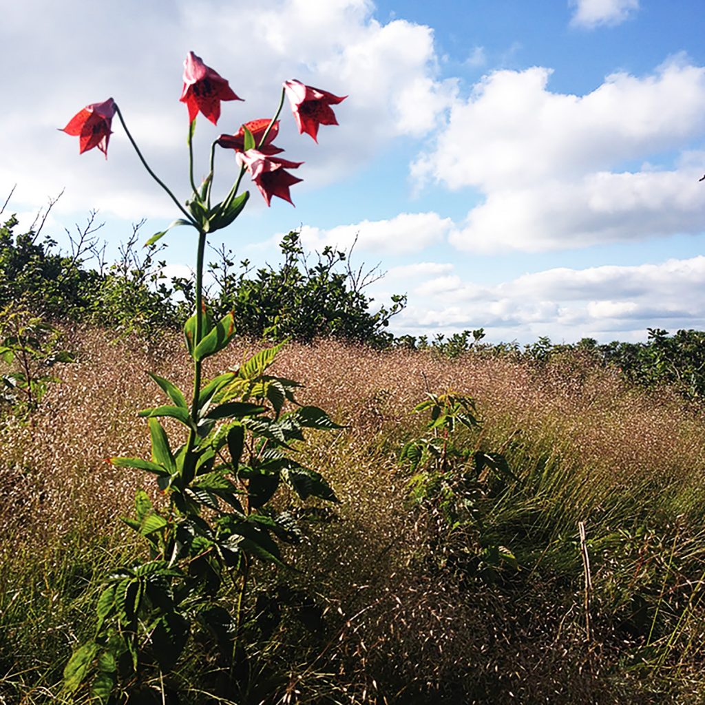 A tall plant with dark pink flowers and bright greens leaves stands out against the background of a grasses and shrubs in a meadow. Above, white cumulous clouds cover much of the blue sky.
