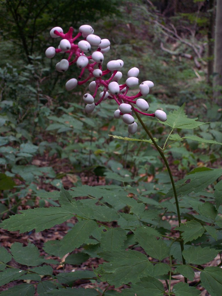 White berries with a dark dot on their blossom ends cover a pink stalk.