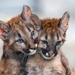 BABY_COUGARS-150x150