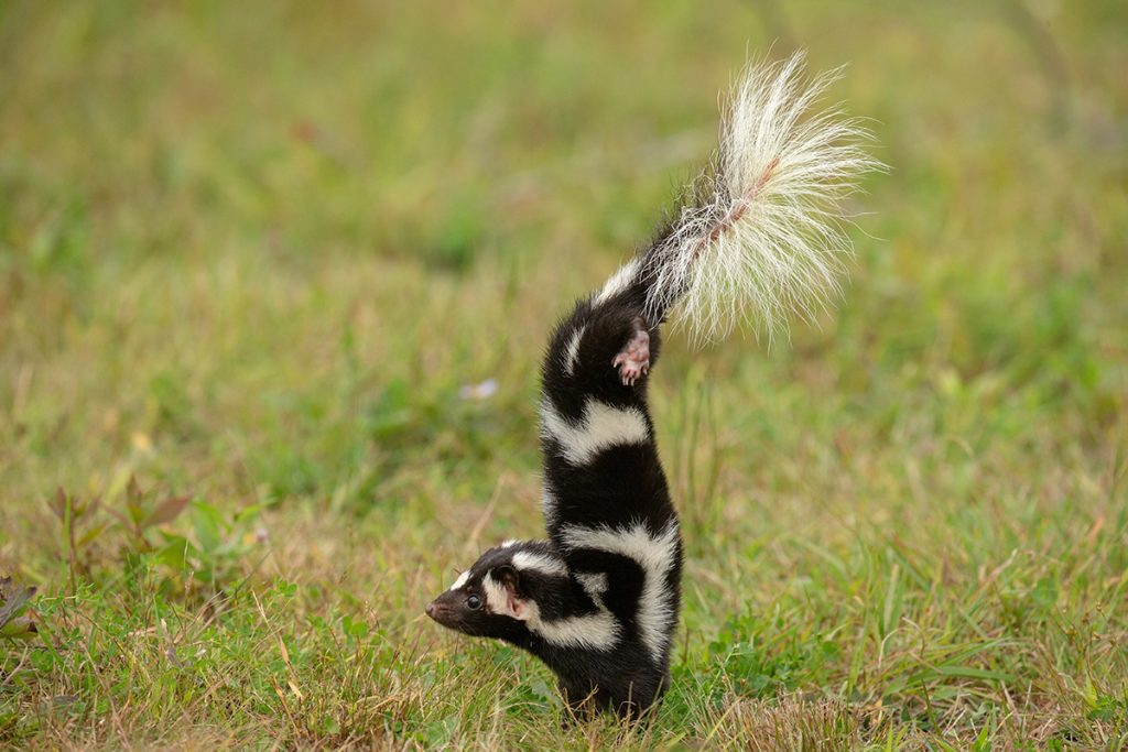 A spotted skunk does a handstand.