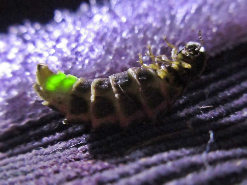 A tiny glow worm glows green.