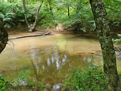 The Banister’s watershed is also home to a significant natural heritage resource, the flowering plant called Spoonshape Barbara’s Buttons. Photo by Jessica Sims.