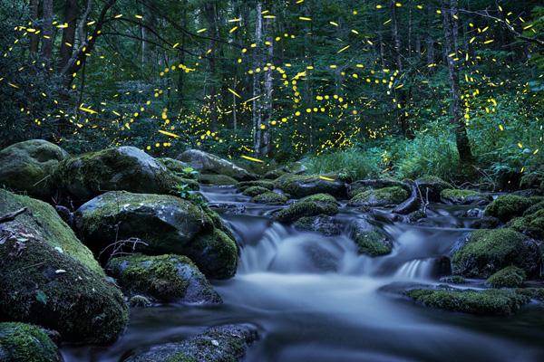Fireflies dot the forest above a flowing stream.