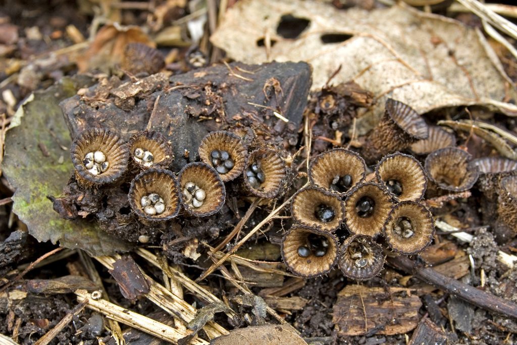 iStock photo purchased 2025. Fluted birds nest fungus Cyathus striatus for Voice article on Appalachias weirdest mushrooms.