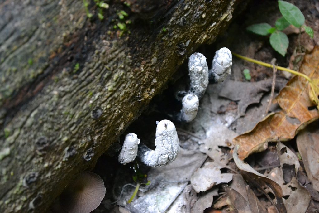 Dead Mans Fingers - Credit: DanielGuzmanDuchen via Wikimedia Commons