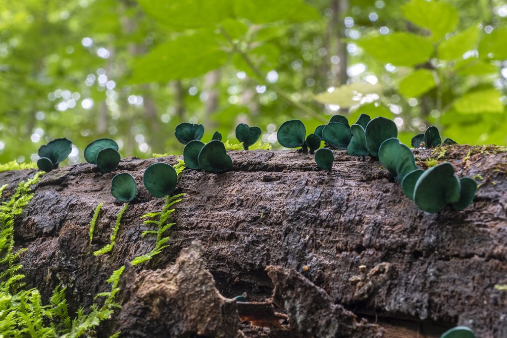 Green elfcup fungi by Chuck Sutherland