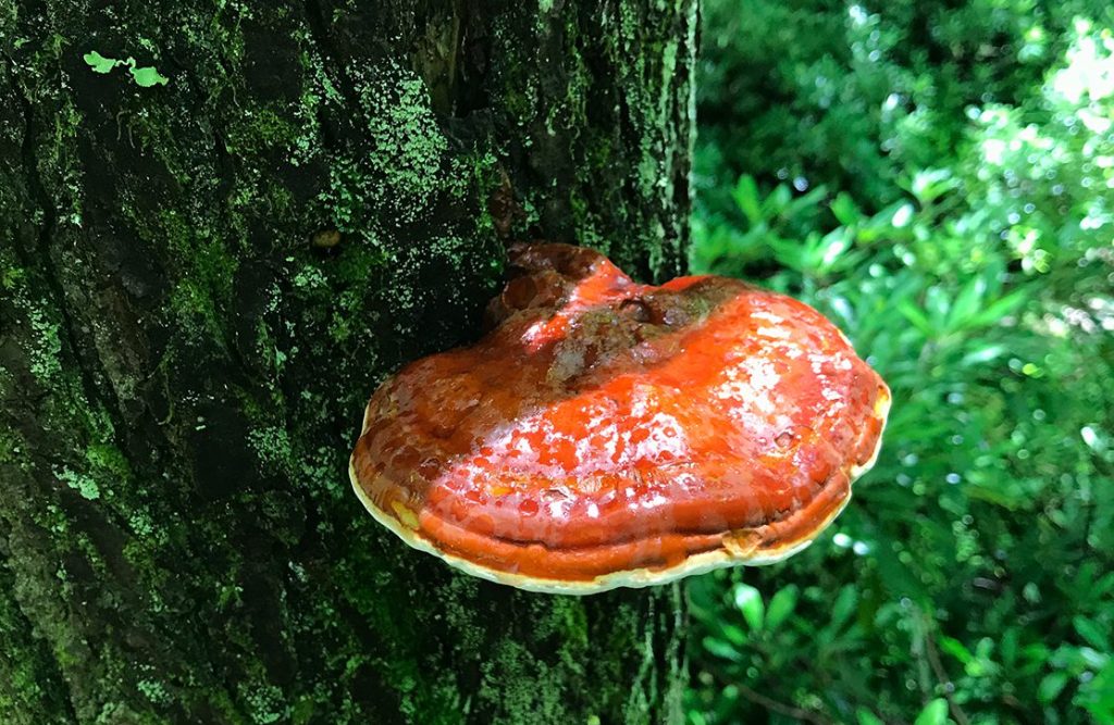 Photo: Jimmy Davidson