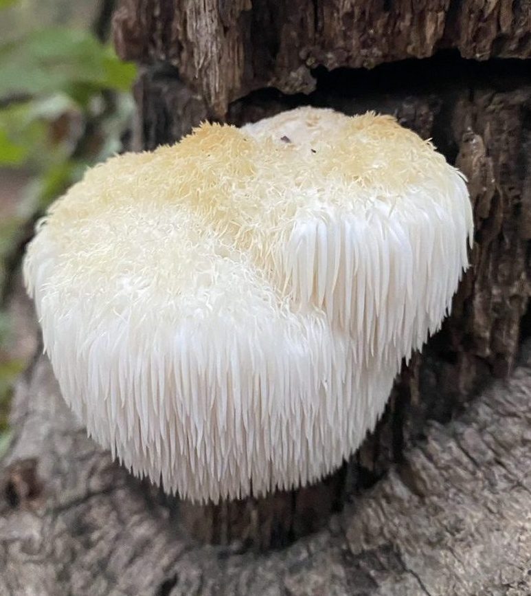 Lions Mane Mushroom Credit: NCBioTeacher, CC0, via Wikimedia Commons
