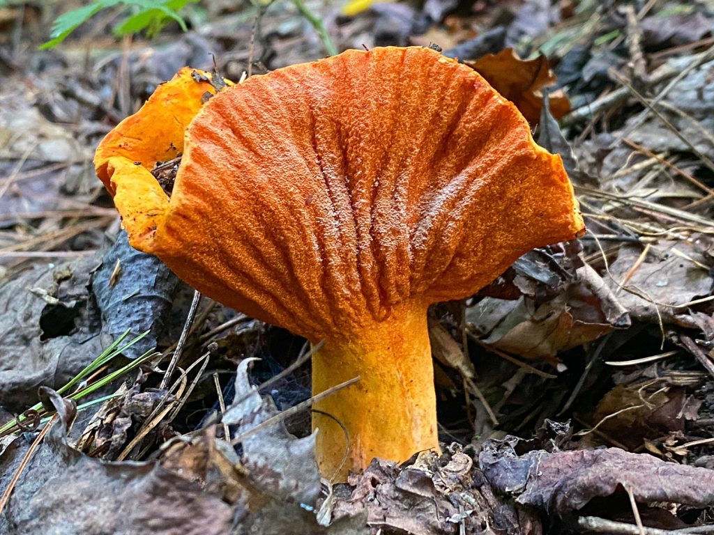 Photo: Jimmy Davidson