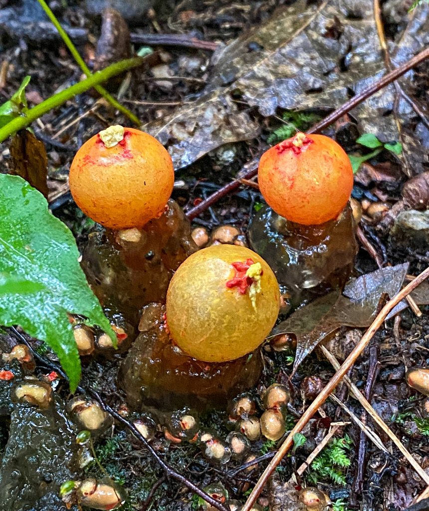 Stalked puffball Credit: James M. Davidson