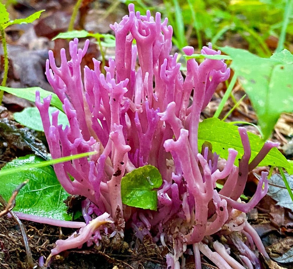 Violet-coral-fungus-Credit-James-M.-Davidson