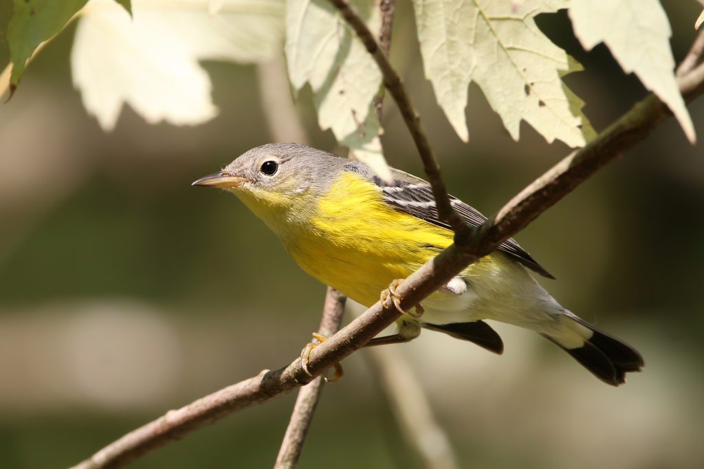 A magnolia warbler in Seven Islands State Birding Park. “We get a ton of them during fall migration. These guys are very cool — grayish on top, yellowish underneath. They've got streaking on the sides. They've got two white wing bars. But the biggest, most important feature on a magnolia warbler is these tail rectrices,” Fox says. “It looks more like you've taken a white tail and dipped it in black paint.” Photo by Kelly Fox