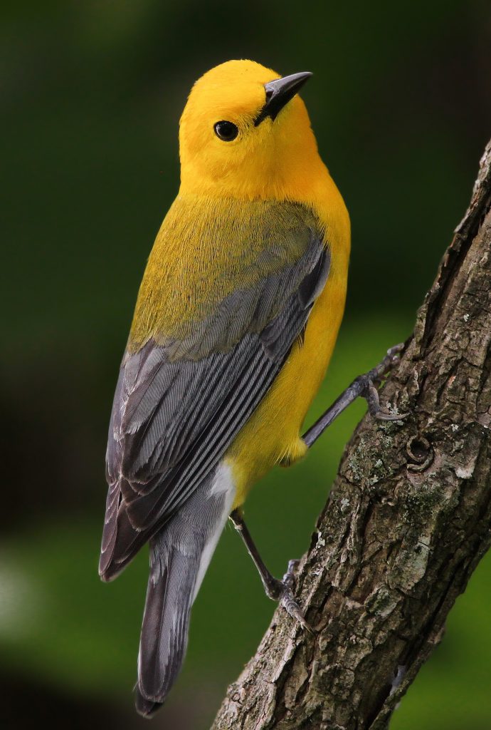 Spotting Fall Warblers at Seven Islands State Birding Park