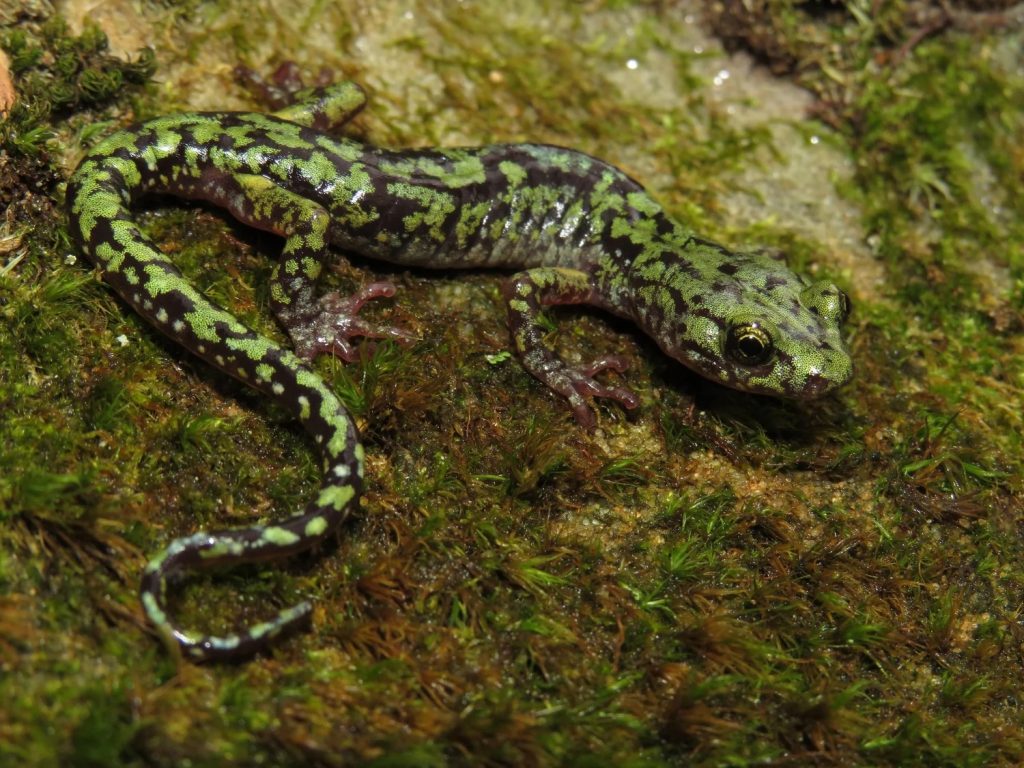 The Gauley River area of West Virginia features a high diversity of salamanders, including the green salamander. Photo by Aaron Crank